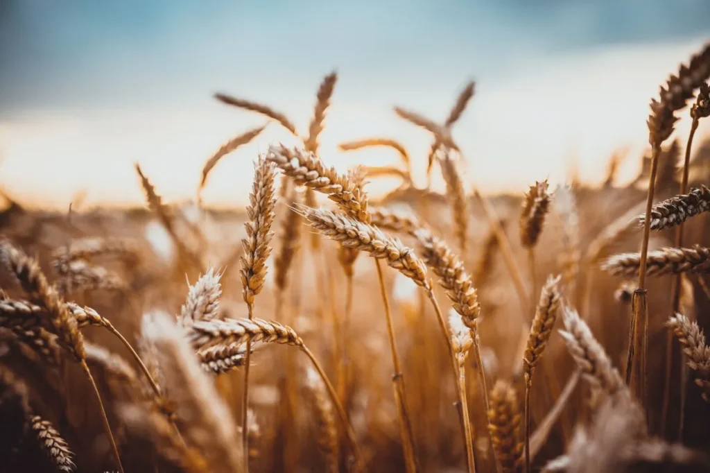 Trigo Inverno 2025: solo corrigido é base da cultura exigente”