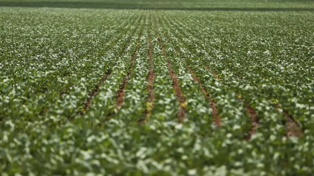 Plano Safra 2025/26: R$ 516 Bi Valorizam Práticas Sustentáveis