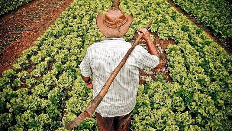 Agricultura familiar em alta: como o calcário impulsiona a produção