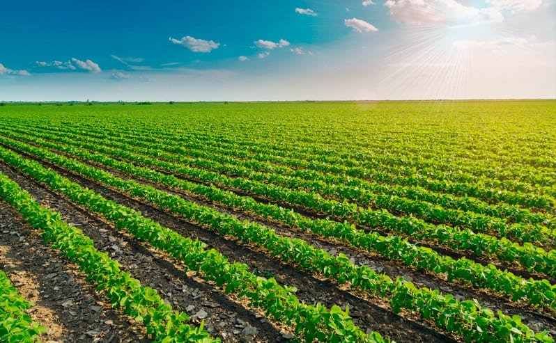 Primeiros 30 Dias da soja: janela que define 60% da produtividade