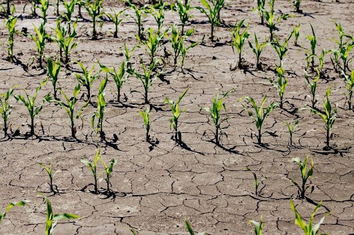 Solo resiliente: como o calcário protege lavouras da seca extrema